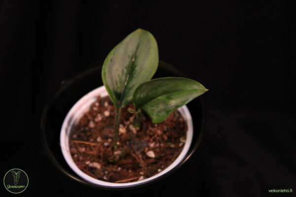 Scindapsus Treubii Silver Narrow