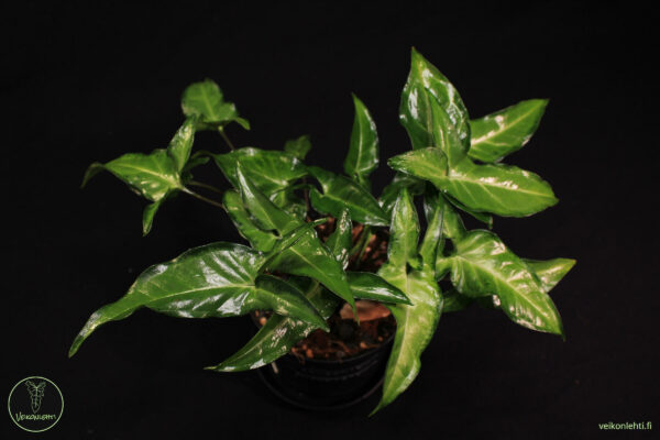 Syngonium Angustatum