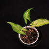 Syngonium Angustatum - Image 2