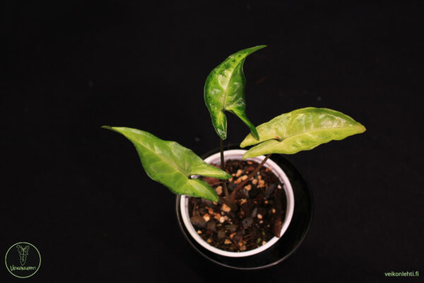 Syngonium Angustatum - Image 2