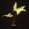 Syngonium Angustatum
