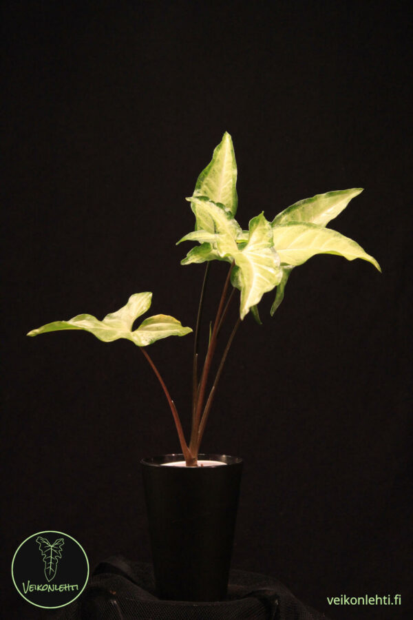 Syngonium Angustatum