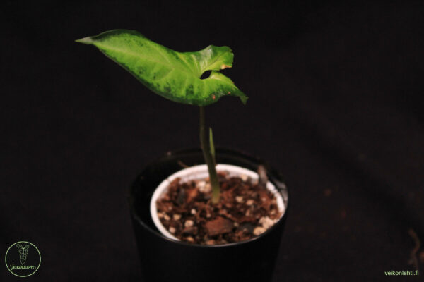 Syngonium Angustatum