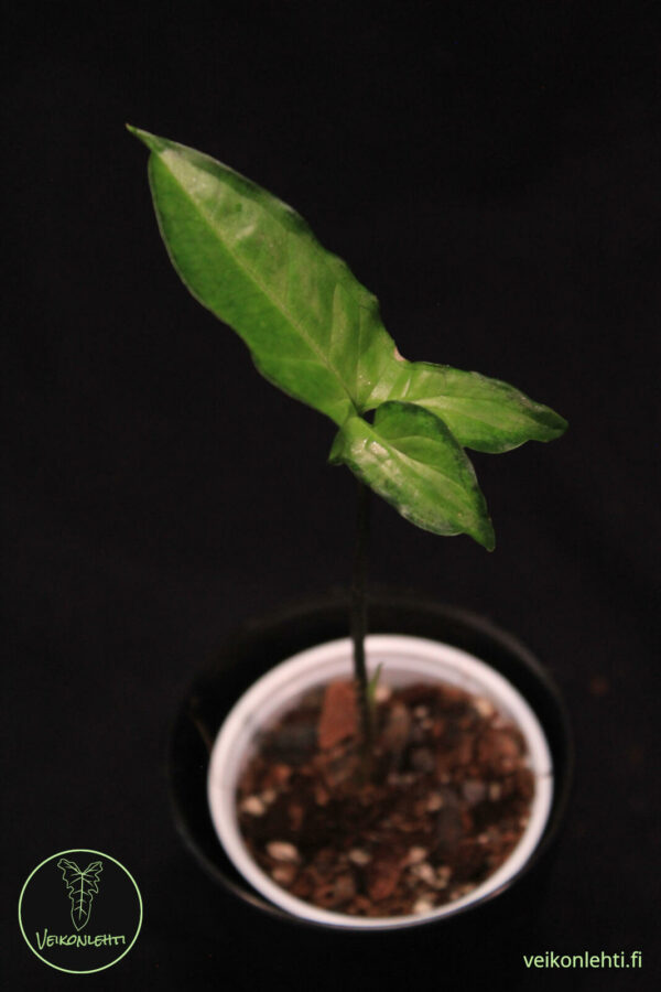 Syngonium Angustatum