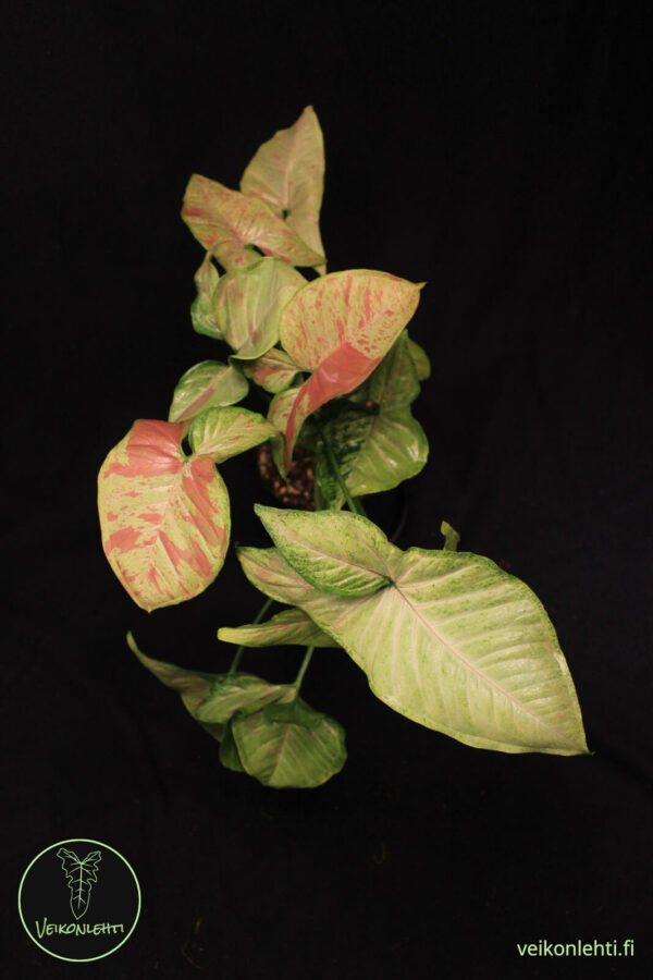 Syngonium Confetti Tricolor