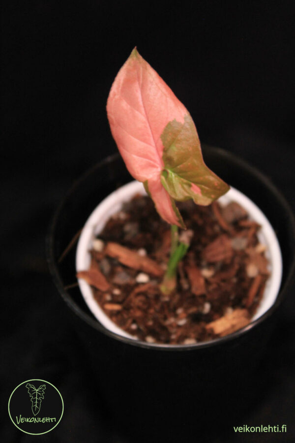 Syngonium Pink Splash