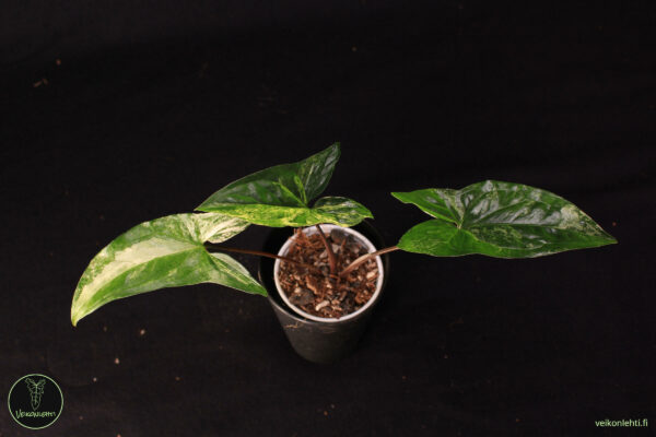 Syngonium Podophyllum Albo