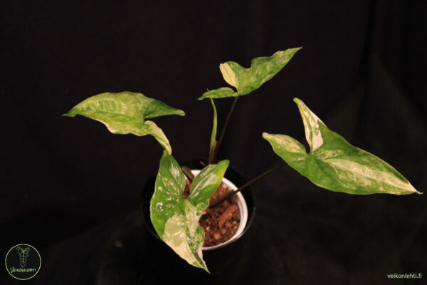 Syngonium Podophyllum Albo Variegata