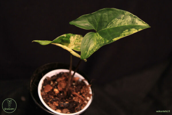Syngonium Podophyllum Albo Variegata