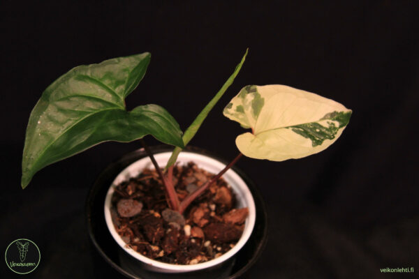 Syngonium Podophyllum Albo Variegata