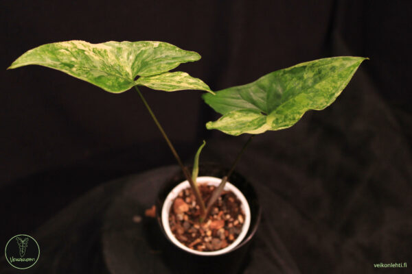 Syngonium Podophyllum Albo Variegata