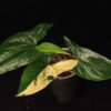 Syngonium Podophyllum Aurea - Image 2