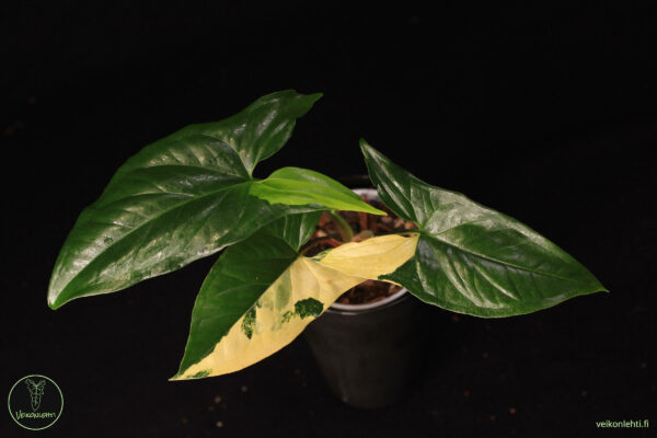 Syngonium Podophyllum Aurea - Image 2