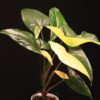 Syngonium Podophyllum Aurea