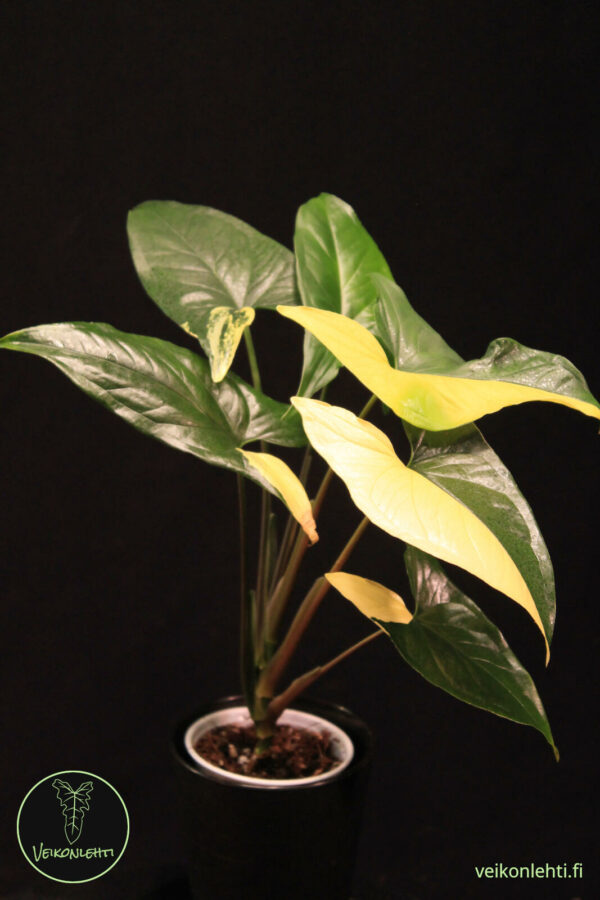 Syngonium Podophyllum Aurea