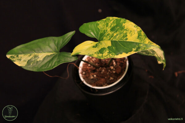 Syngonium Podophyllum Aurea Variegata