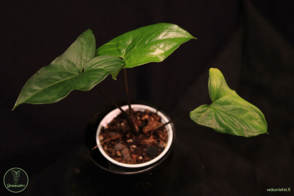 Syngonium Podophyllum
