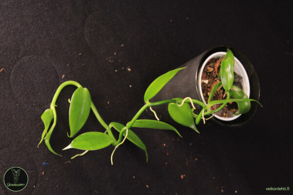 Vanilla Planifolia