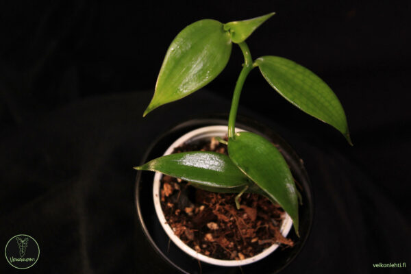 Vanilla Planifolia