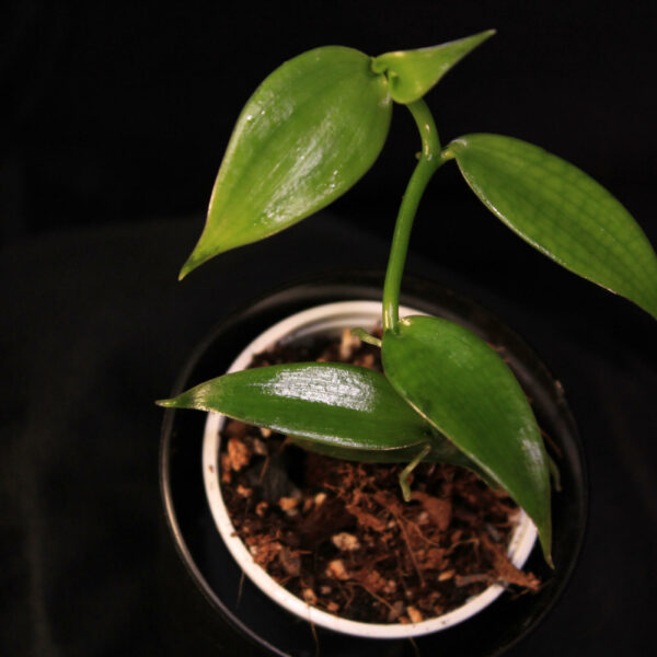 Vanilla Planifolia