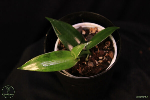 Vanilla Planifolia