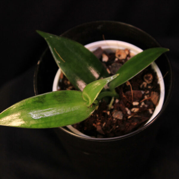 Vanilla Planifolia