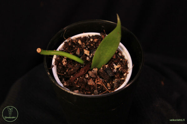 Vanilla Planifolia