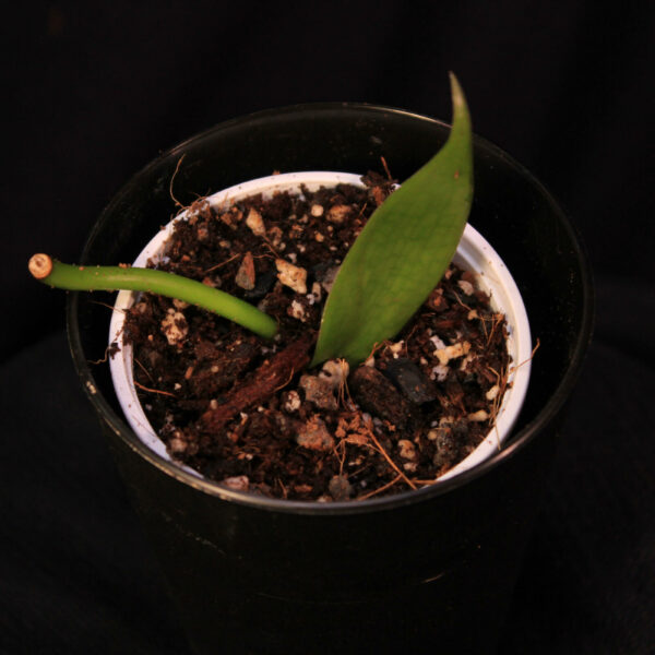 Vanilla Planifolia
