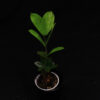 Zamioculcas Zamiifolia - Image 2
