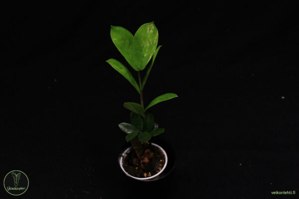 Zamioculcas Zamiifolia - Image 2