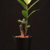 Zamioculcas Zamiifolia
