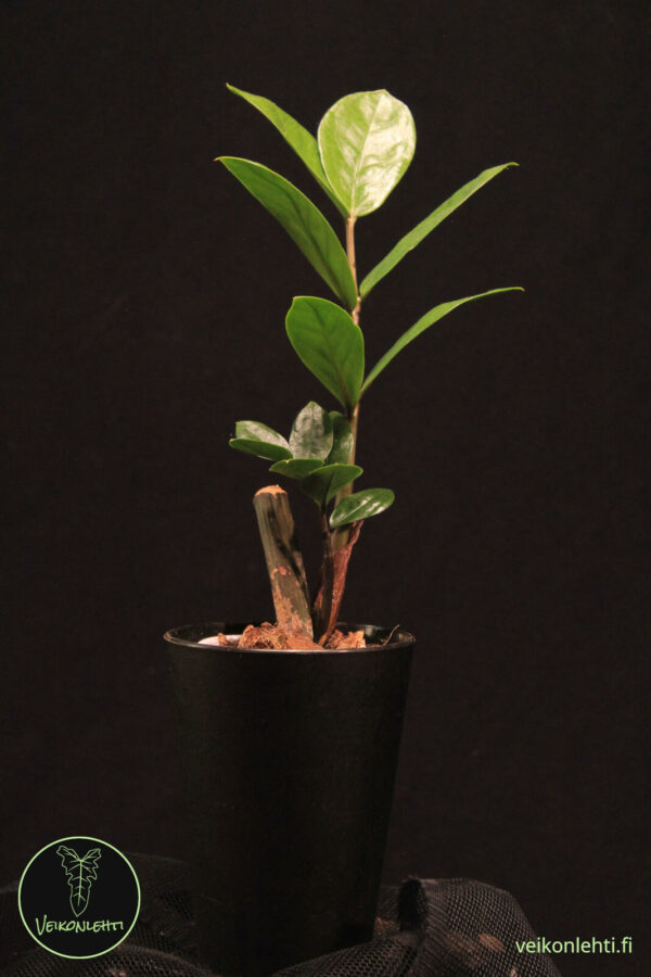 Zamioculcas Zamiifolia