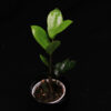 Zamioculcas Zamiifolia - Image 2