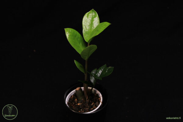 Zamioculcas Zamiifolia - Image 2