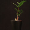 Zamioculcas Zamiifolia