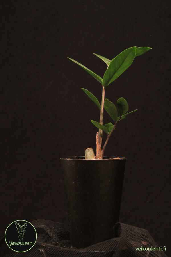 Zamioculcas Zamiifolia
