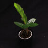 Zamioculcas Zamiifolia - Image 2
