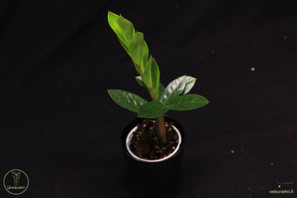 Zamioculcas Zamiifolia - Image 2