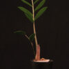 Zamioculcas Zamiifolia