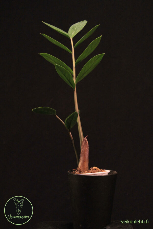 Zamioculcas Zamiifolia