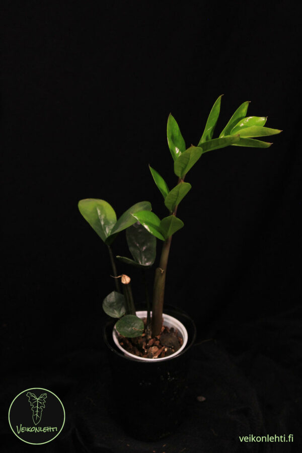 Zamioculcas Zamiifolia