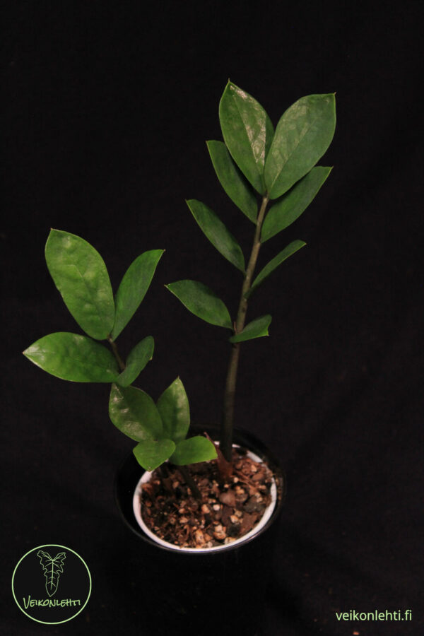 Zamioculcas Zamiifolia