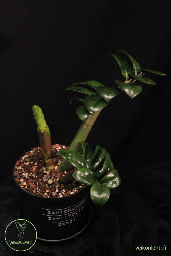 Zamioculcas Zamiifolia Zenzi