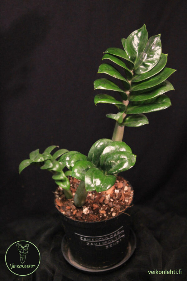 Zamioculcas Zamiifolia Zenzi