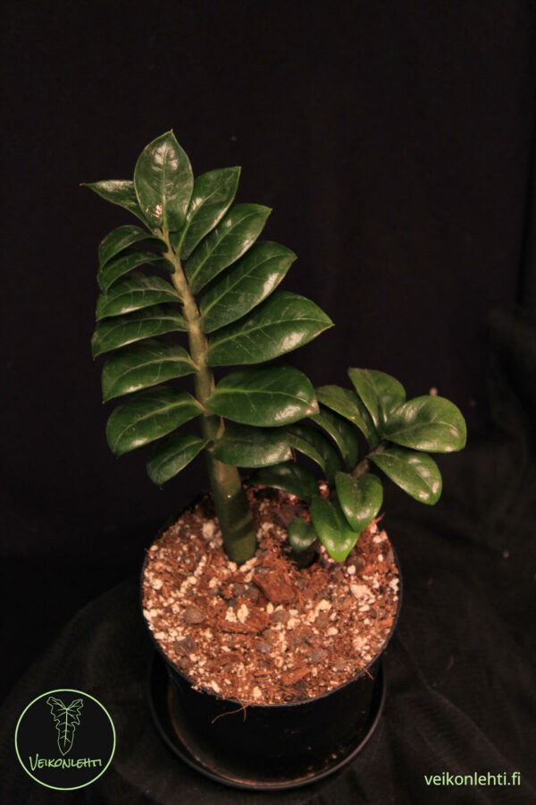 Zamioculcas Zamiifolia Zenzi