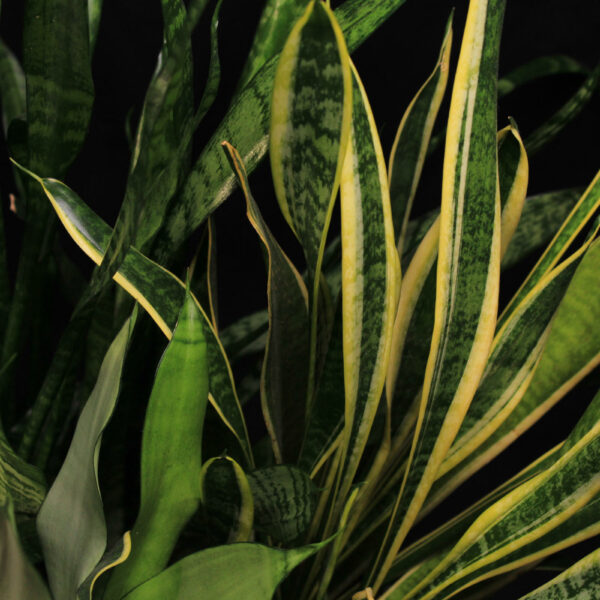 Draceana