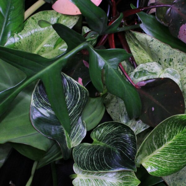 Philodendron